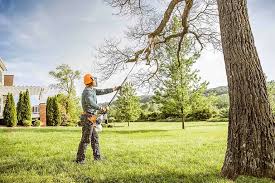 Best Tree Disease Treatment  in Tierra Verde, FL