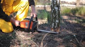 Best Tree Trimming and Pruning  in Tierra Verde, FL