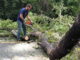 Best Stump Grinding and Removal  in Tierra Verde, FL