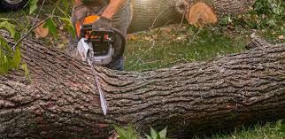 Best Emergency Tree Removal  in Tierra Verde, FL