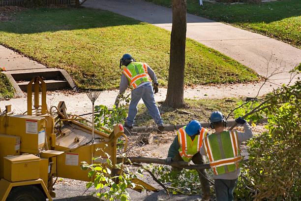 Best Lawn Grading and Leveling  in Tierra Verde, FL