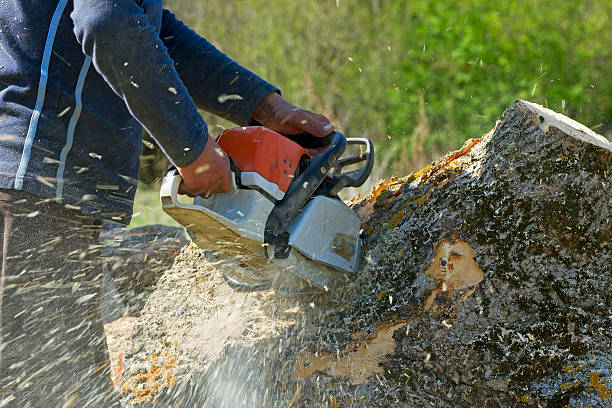 Best Commercial Tree Services  in Tierra Verde, FL