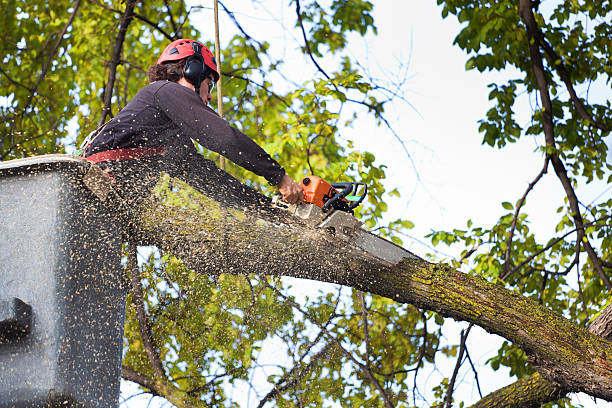 Best Palm Tree Trimming  in Tierra Verde, FL